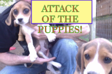 ATTACK OF THE PUPPIES PIC.png