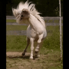 A pony stallion.gif