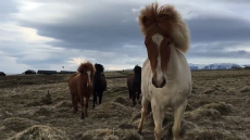 Iceland, a group of majestic wild horses approach a man to say hello.mp4