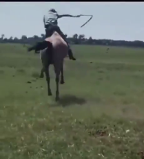 horse spin.mp4