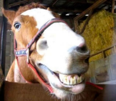 smiling-horse-4-1.jpg