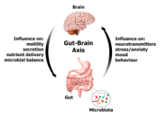 Gut-Brain_Axis_large.png