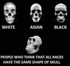 skulls.jpeg
