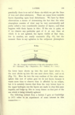 Chemistry of the Sun by Lockyer (1887) element layers undisturbed.jpg