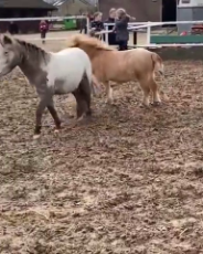 Cute horses playing around.mp4