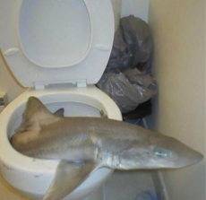 shark_toilet.jpg