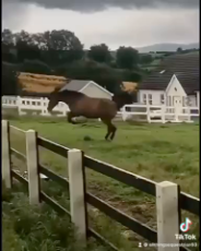 Crazy horse gets zoomies out of nowhere.mp4
