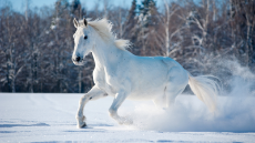 horse_cute_animals_snow_winter_5k_27668-1600x900.jpg