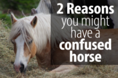 2-reasons-confused-horse.jpg
