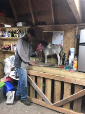 Shoeing the smallest horse in the world takes extreme delicacy from the farrier.jpg