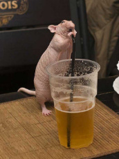 standing naked rat drinking beer from a straw during a garden party.jpg