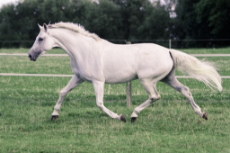 pegasus_pose___white_warmblood_mare_on_pasture_by_luda_stock-d86vgjj.jpg