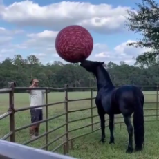 Friesian Horse Plays Ball.mp4