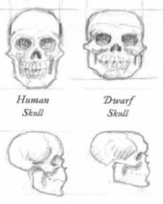 Based D&D Skulls Comparision.PNG