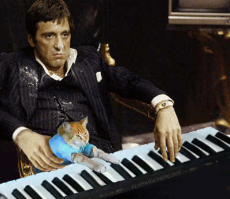 Cocaine_Drugs_Cat_Piano_Scarface_Tony Montana_Friend_Annoyed_Irrigating_Fed up_Sour.gif