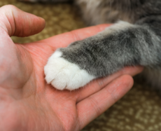 cat-paw-in-hand.png