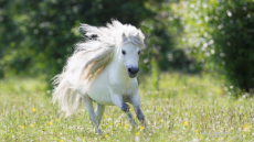 white-pony-small-horse.jpg