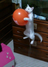 balloon-cat.jpg