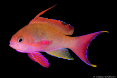 innovative-ideas-pictures-of-colorful-fish-the-fiji-underwater-photography-guide.jpg