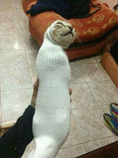 cat in a sock.jpg