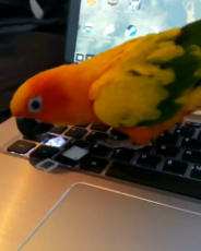 Sun Conure Offers IT Support.mp4