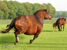 fat horse.jpeg
