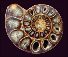 ammonite-bergstrand107.jpg