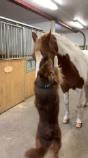 Dog and Horse Have a Hug.mp4