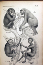 Negroes are biologically related to monkeys.jpg