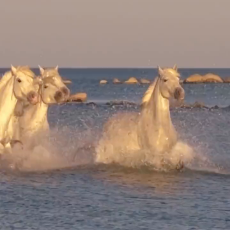Camargue Horses Galloping through Water in France.mp4