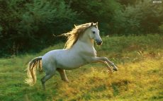 horse 01.jpg