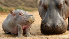 baby hippo.jpg