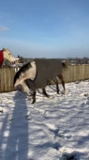 Rosie the Horse is Upset About the Snow.mp4