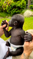 Zookeeper shows 2-month-old silverback baby gorilla getting stronger.mp4