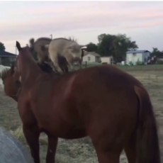 Playful baby goats jump onto back of patient horse.mp4