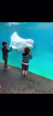 Kid Meets a Beluga Whale at Mystic Aquarium.mp4