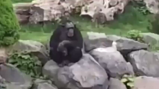 Based zoo chimp throws a Roman salute! This is the REAL Gorilla Mindset!.mp4