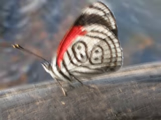 88 butterfly at Iguassu Falls, Brazil.webm