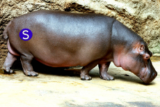 hippopotamus-pic-1600x1069-c590d54.png