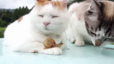 master shiro and snail.webm