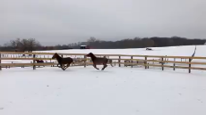 Days End Farm Horse Rescue - Snow Day Fun with Verity + Zola - Facebook.mp4
