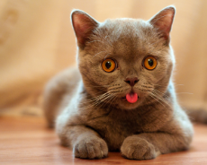 cat-tongue-out-22.jpg