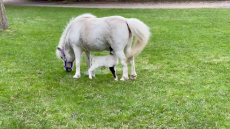 Rejected Lamb Adopted by Loving Mare.mp4