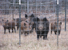 More-pigs-in-trap-scaled.jpg