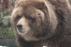 Kodiak_bear.jpg