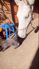 Cheeky horse bites cat's tail.mp4
