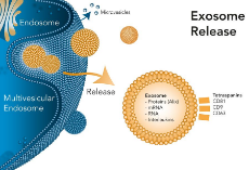 Figure 1 Exosome release from cells_1920x1920.jpg